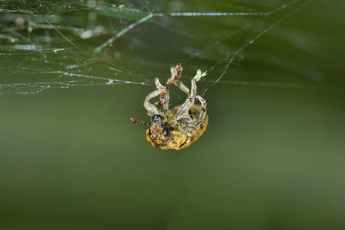 Curculionidae: Rhinocyllus conicus?  Sì!